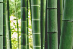Bamboo Extract: Health Benefits You Need to Know